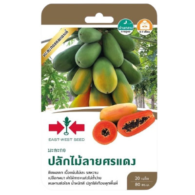 มะละกอปลักไม้ลายศรแดงOPศรแดงGG*600